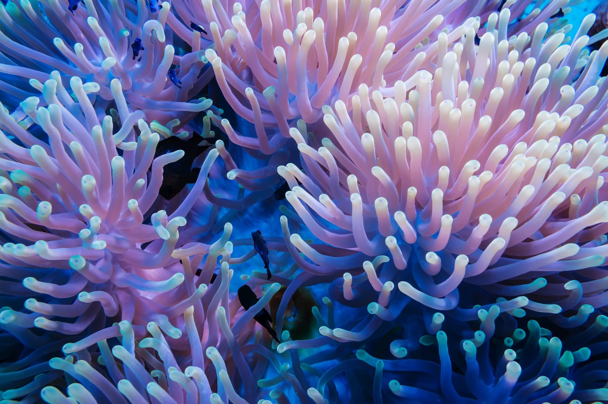 coral