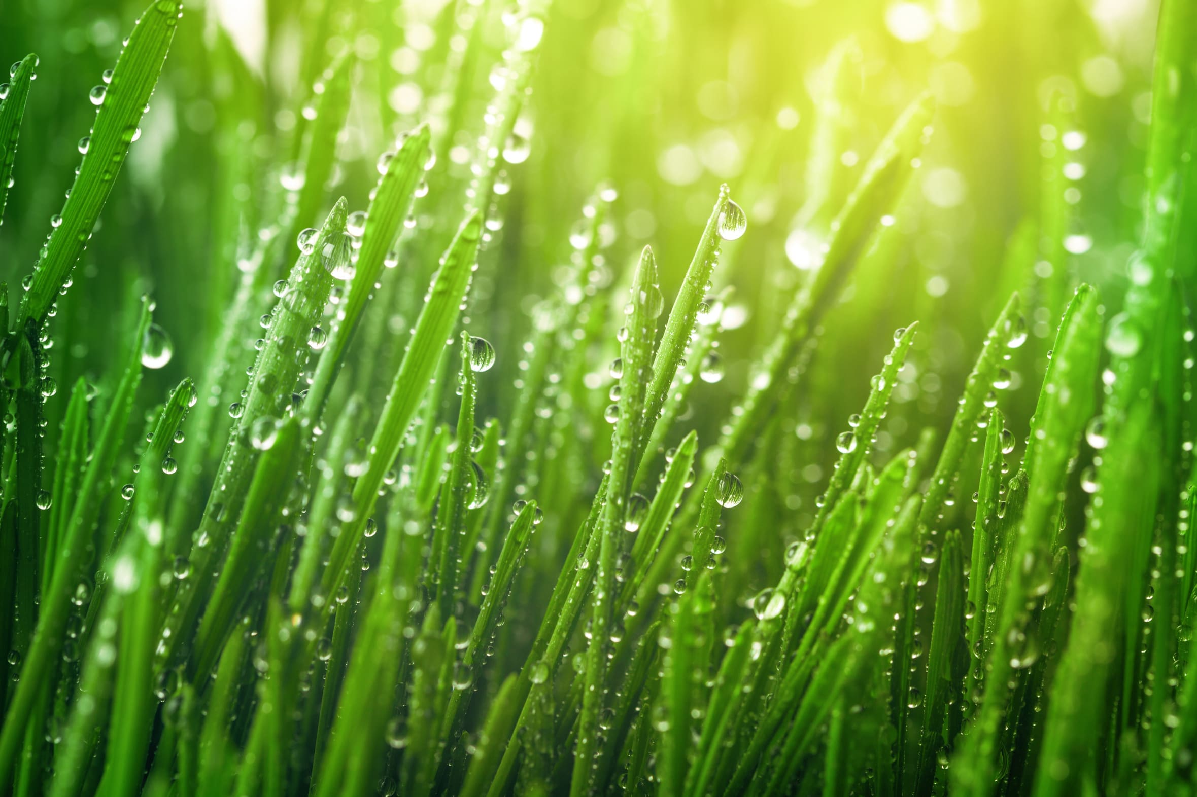 grass texture